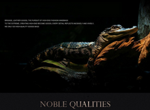 Load image into Gallery viewer, Crocodile Genuine Leather 2 Piece Luggage Set - Brown or Black - Many Styles 20"