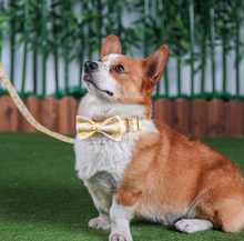 Load image into Gallery viewer, Luxury Pet Leash Engraved Name ID Tag + Collar + Bow - Free Engraving Personalise (all Sizes)
