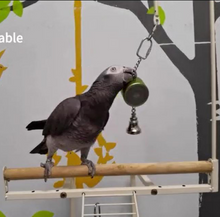 Load image into Gallery viewer, Parrot Budgie Bird Training Talking Coach Interactive
